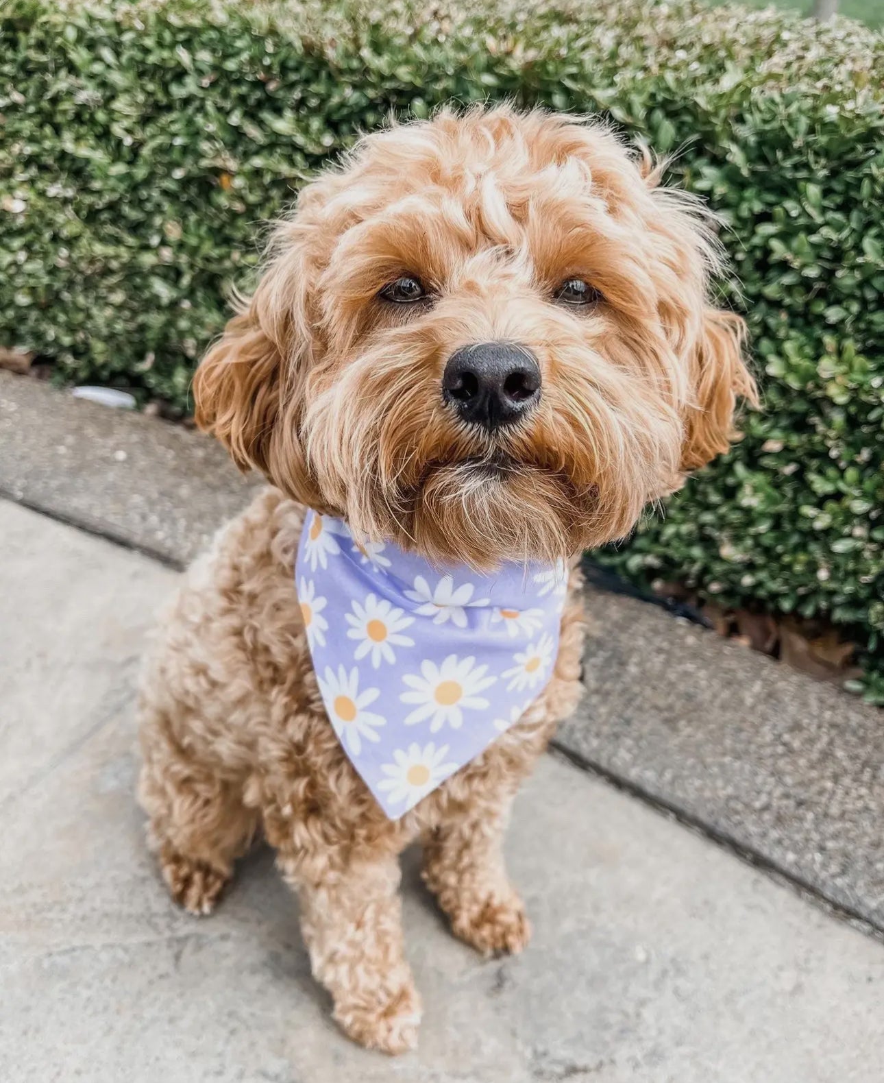 Purple Daisy Dog Bandana