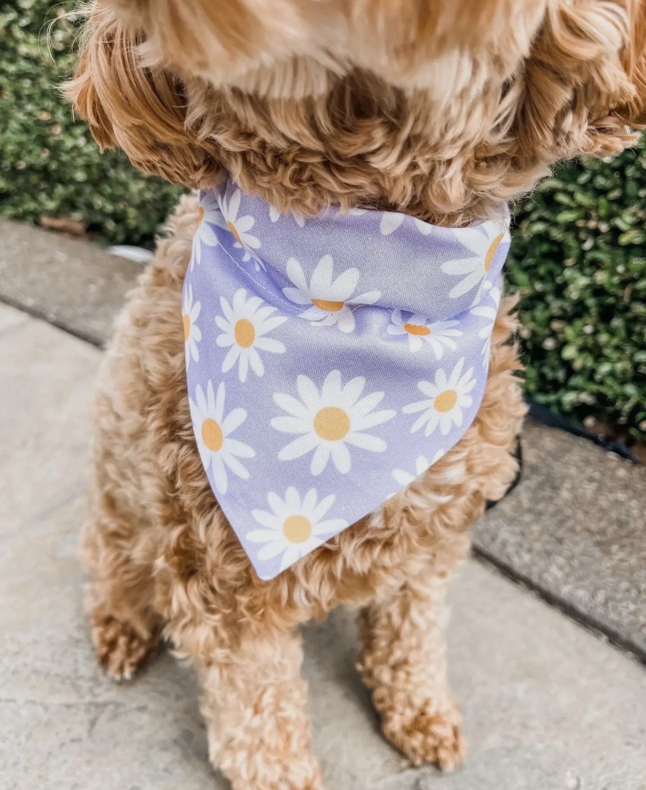 Purple Daisy Dog Bandana