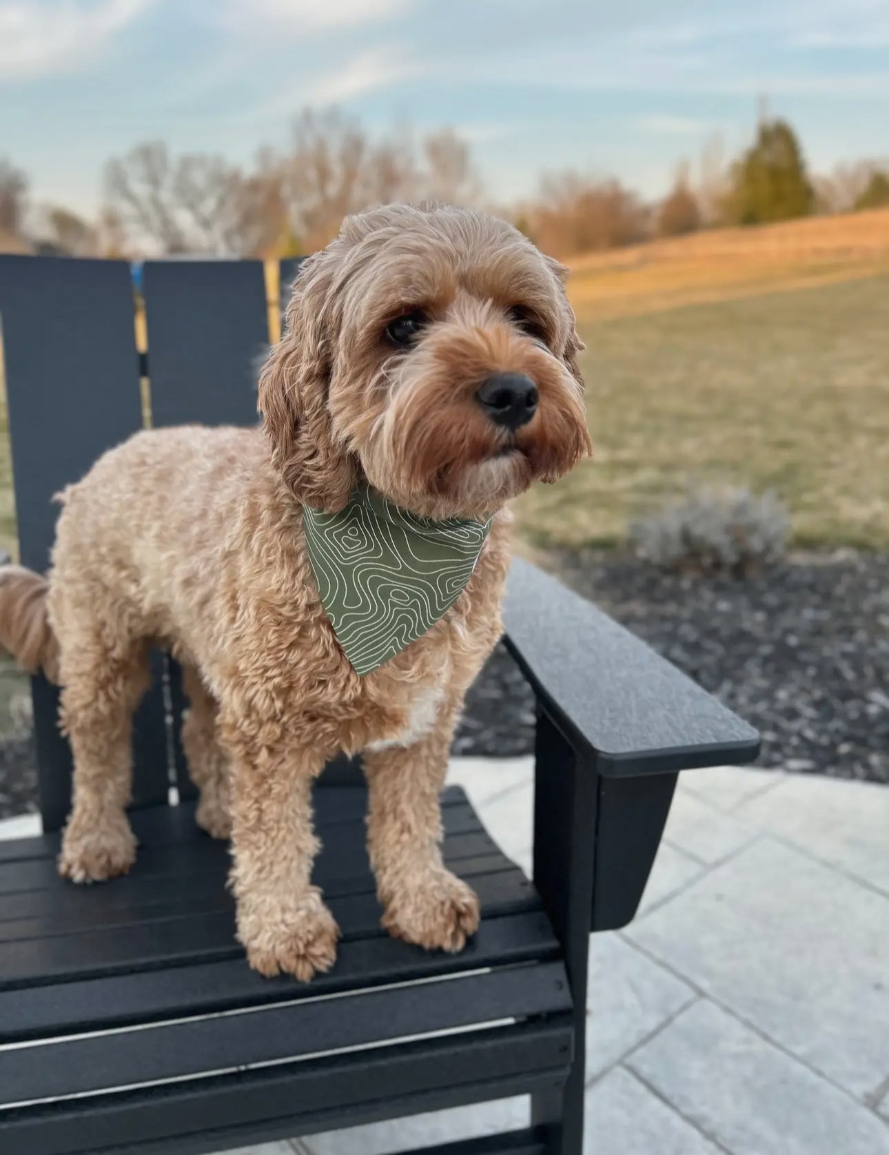 Topographic Map Dog Bandana